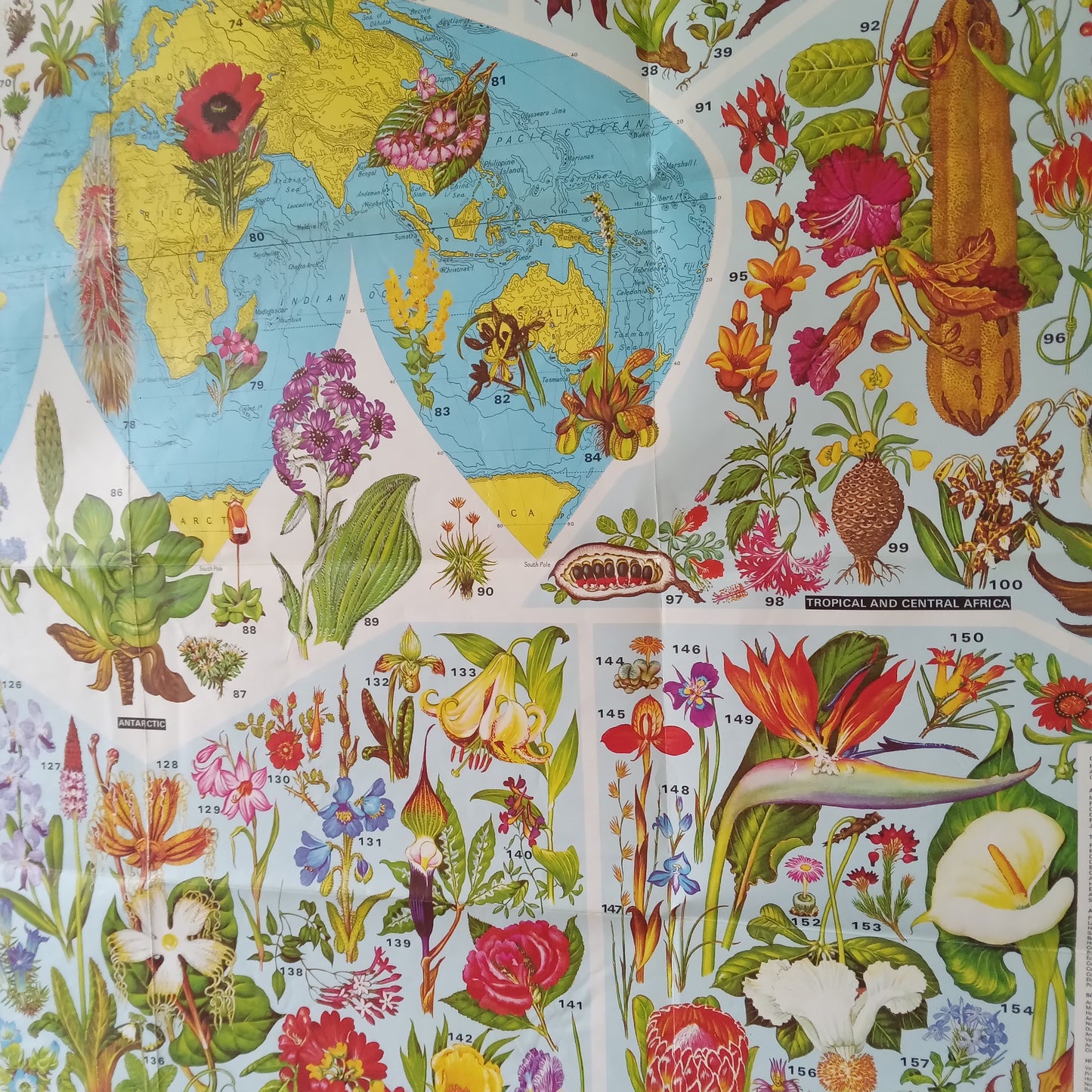 Gros plan sur la partie droite de l'affiche "World of Flowers", affichant l'Asie, l'Australie, l'Afrique et les illustrations de fleurs des régions tropicales, asiatiques et antarctiques.