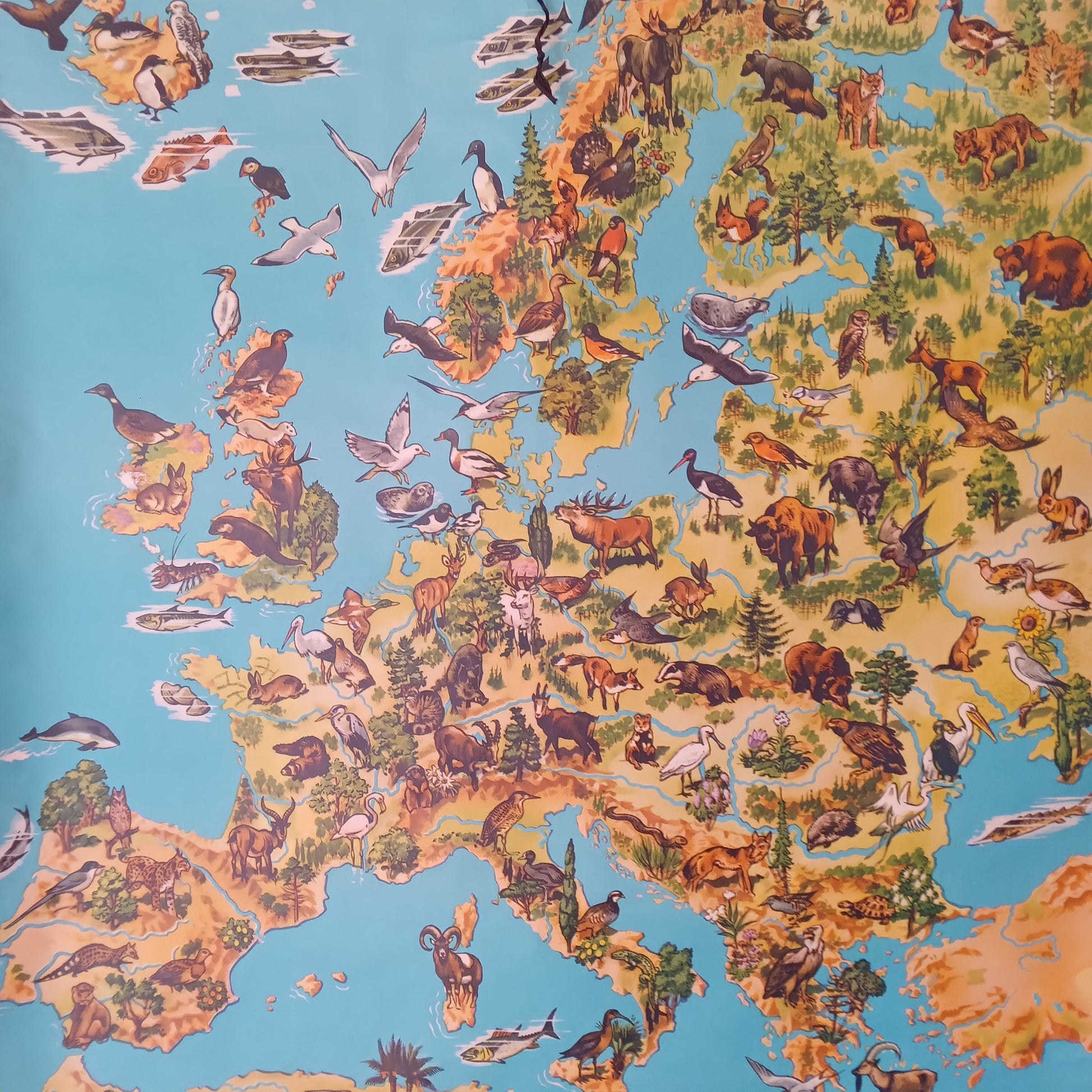 Gros plan sur la carte zoologique de l'Europe, montrant de nombreux animaux terrestres et marins illustrés sur leurs territoires respectifs. Carte scolaire, school map westermann Europe