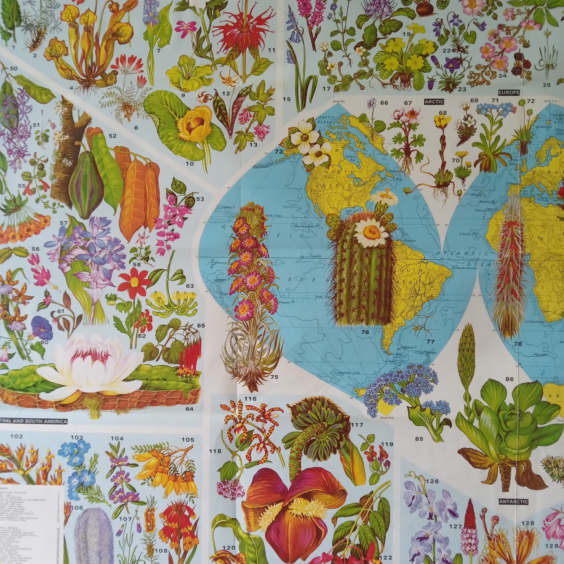  Gros plan sur la partie gauche de la carte "World of Flowers", montrant les Amériques, l'Europe et les illustrations florales correspondantes.