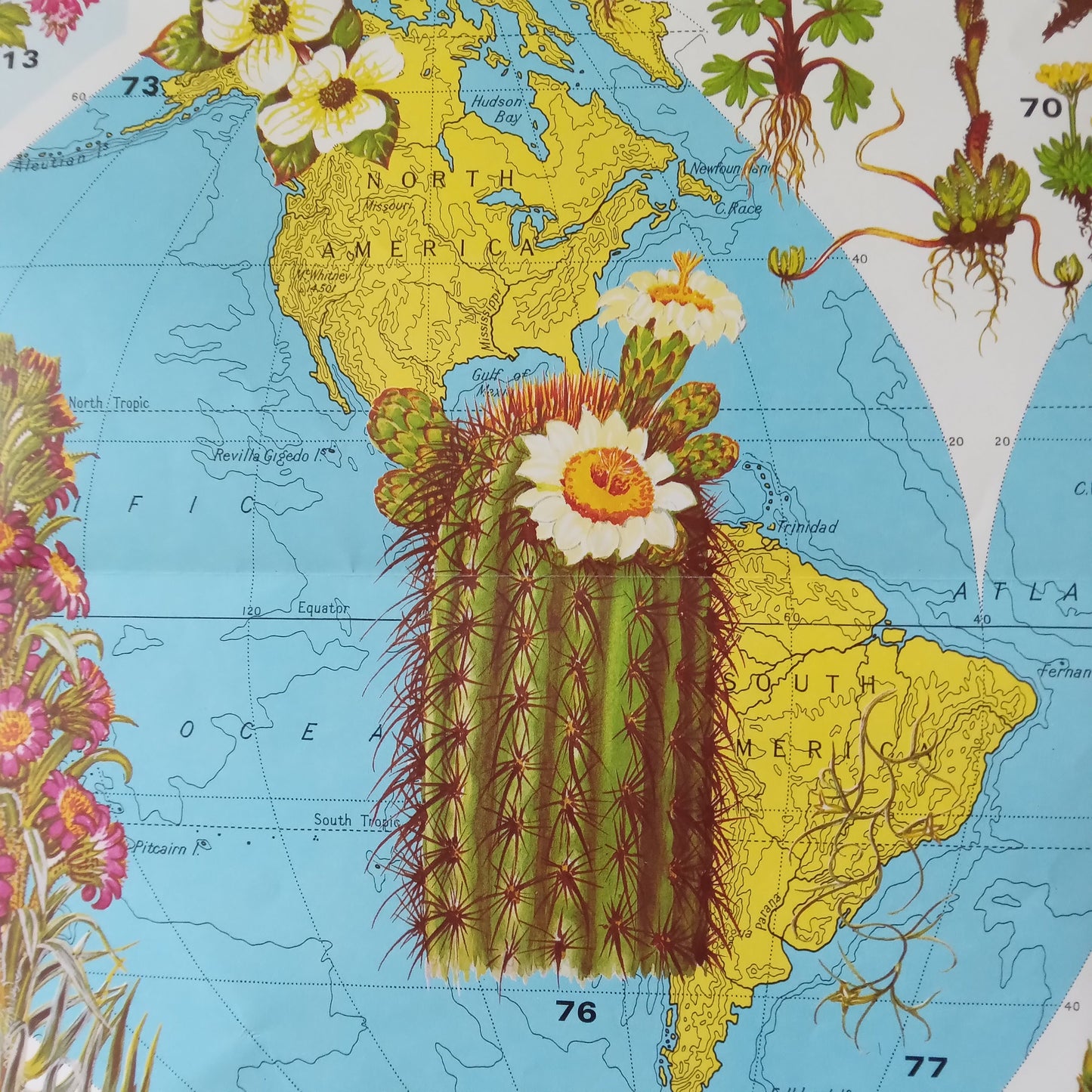 étail de la carte du monde centrée sur les Amériques, avec une illustration proéminente d'un cactus en fleur superposée au continent.