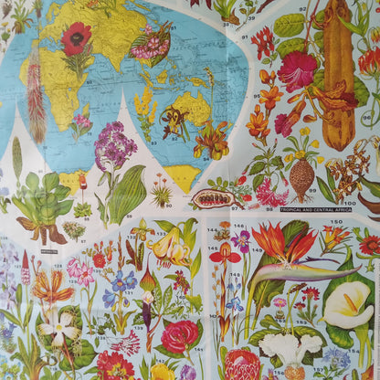 Gros plan sur la partie droite de l'affiche "World of Flowers", affichant l'Asie, l'Australie, l'Afrique et les illustrations de fleurs des régions tropicales, asiatiques et antarctiques.