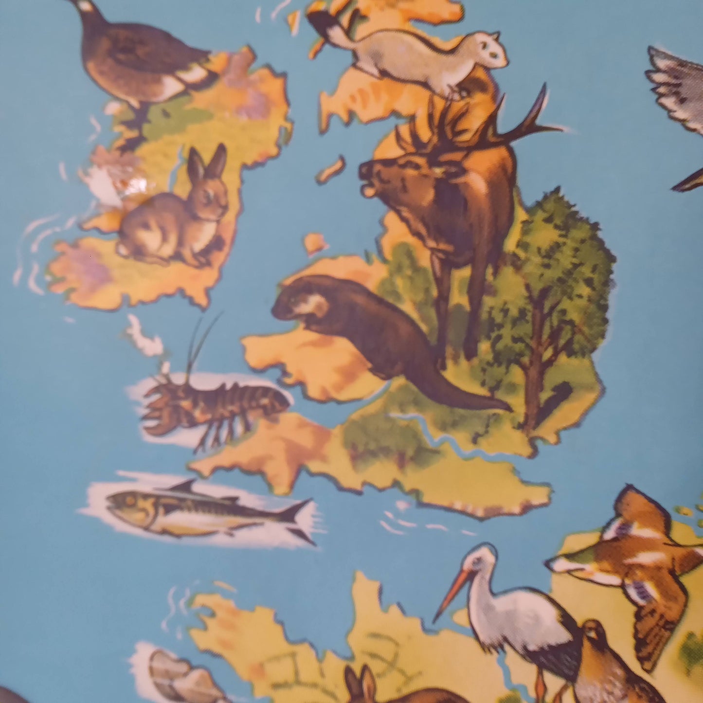 Détail de la carte de la faune d'Europe montrant les Îles Britanniques avec des illustrations de cerf, loutre, lapin et homard.