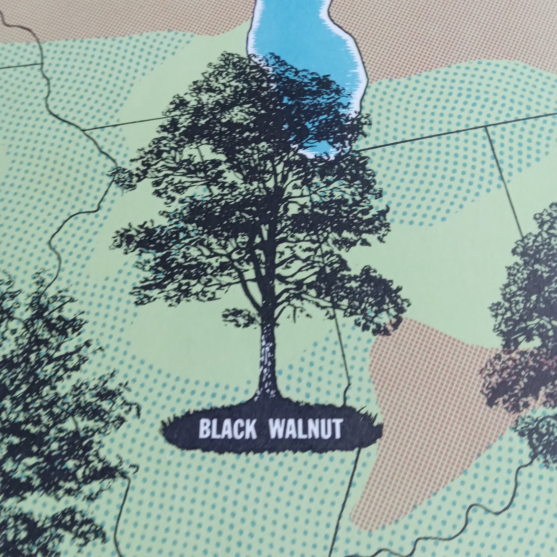 plan vintage etats-unis forêt 