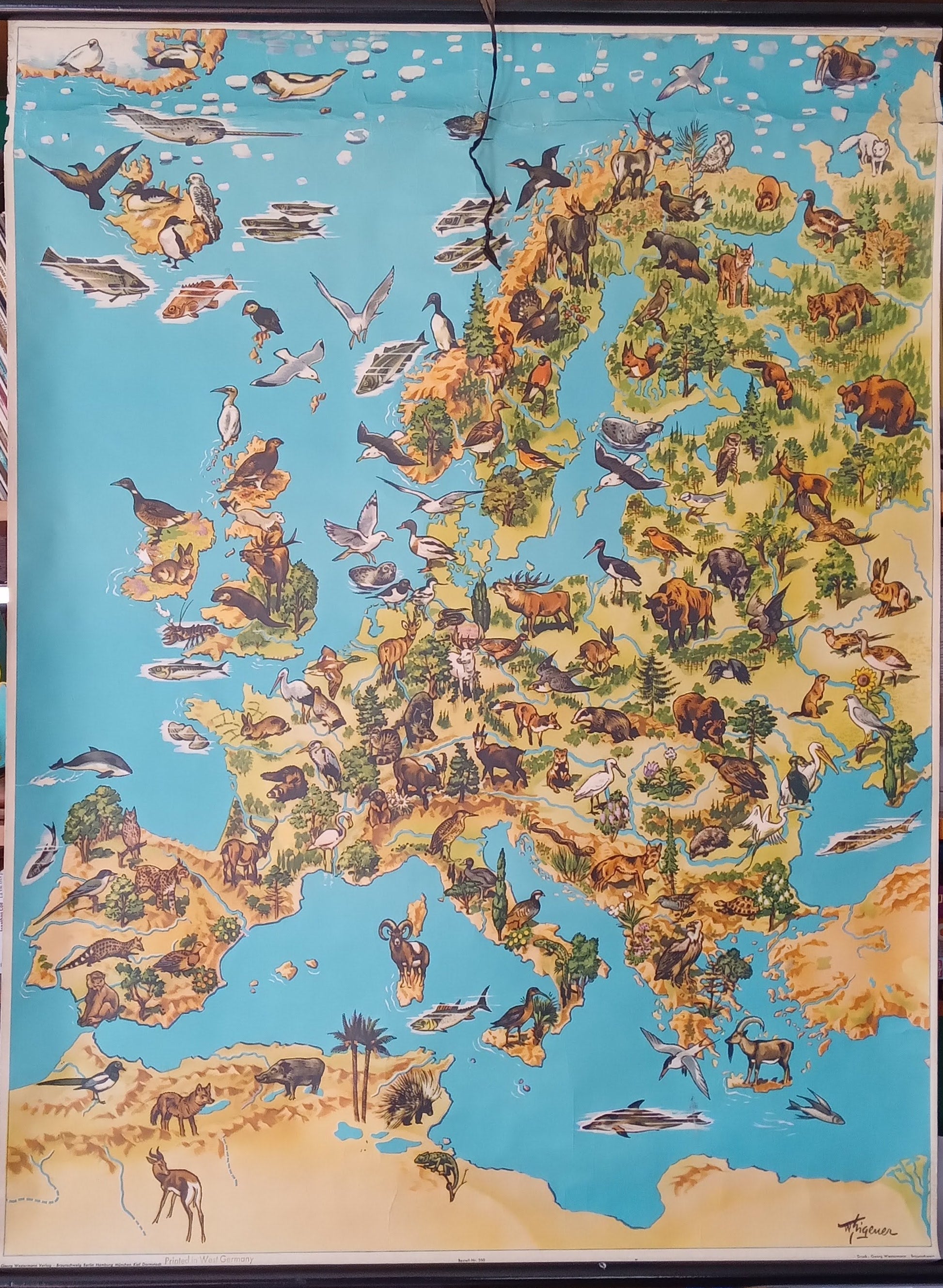 Grande affiche scolaire vintage de la faune d'Europe par Westermann,